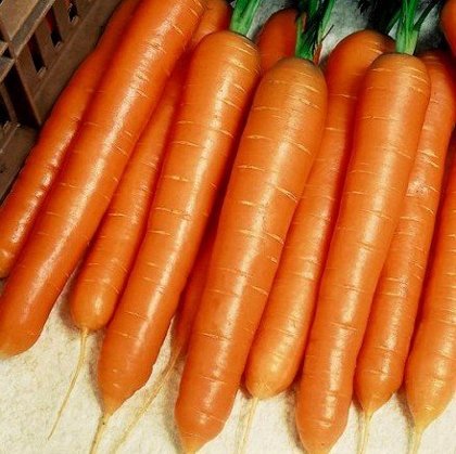 Burkāni BOLERO F1 apm.25 000 gab Ø 1,60 - 1,80 mm Calibrated Seed Vilmorin