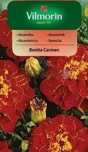 Samtenes zemās Bonita Carmen 1 g Vilmorin