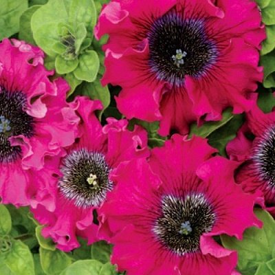 Petūnija  GRANDIFLORA SUPERBISSIMA WINE RED 10 gab CERNY