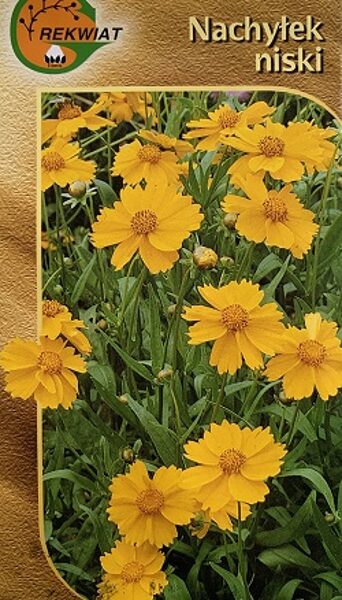 Lancetlapu brūnactiņa zemā  0.5 g Rekwiat