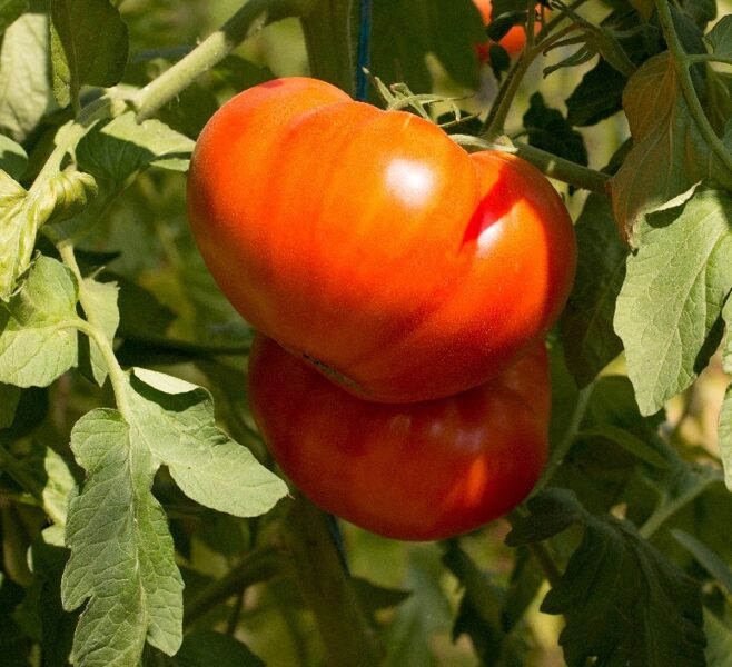 Tomāti BUFFALOSTEAK F1  3 gab Clause