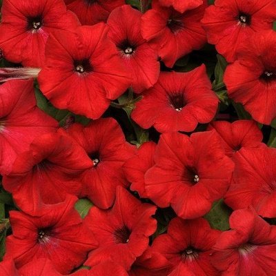 Petūnija Easy Wave® Red Velour F1  5 gab PanAmericanSeed