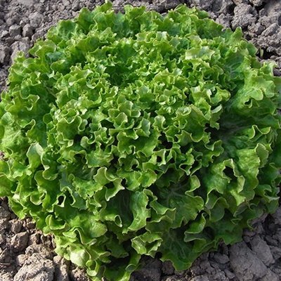Salāti lapu CAIPIRA 60 gran Enza zaden 