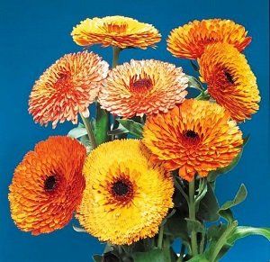 Kliņģerīte Touch Of Red MIX 70 gab Graines Voltz