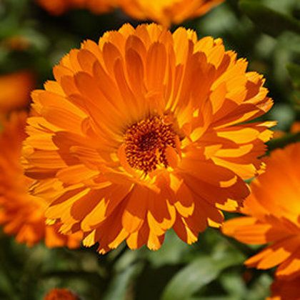 Ārstniecības kliņģerīte Ball's Orange 5 g Graines Voltz