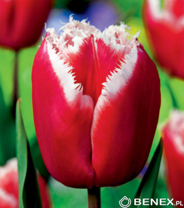 Tulpe bārkstainā Canasta 5 gab
