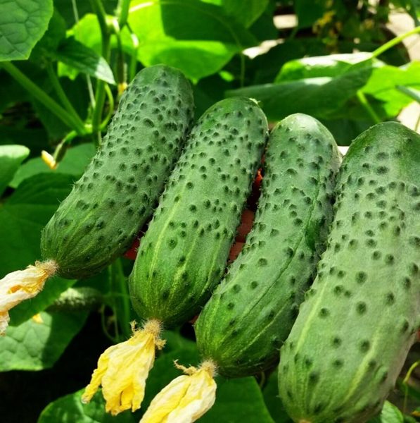 Gurķi CANTARA F1 100 gab Rijk Zwaan 