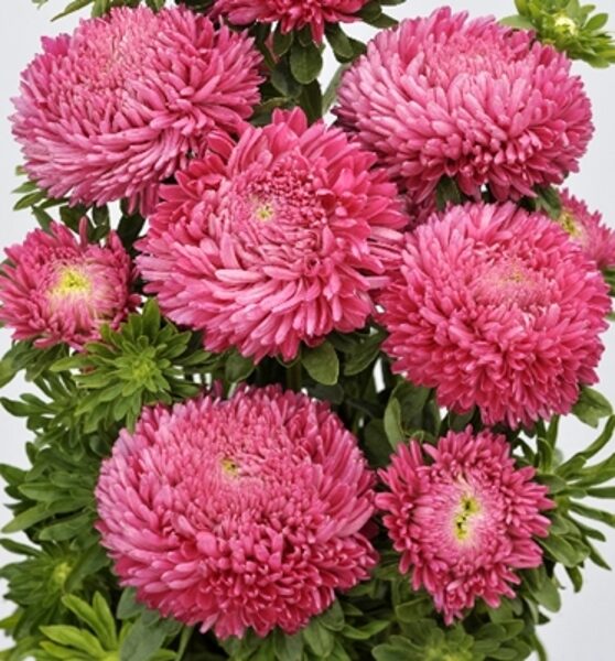 Asteres ķīnas Balloon Bright Carmine  30 g Satimex