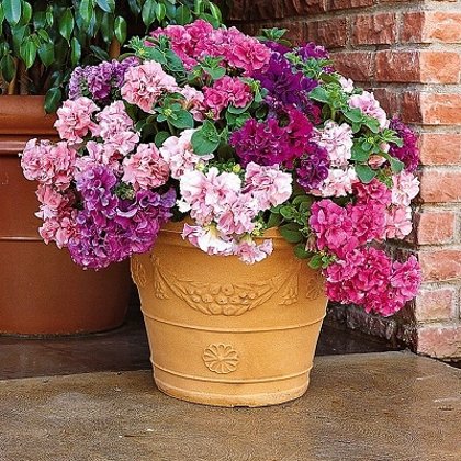 Daudzziedu (pildītās) petūnijas Double Cascade Mixture F1 10 gab PanAmericanSeed