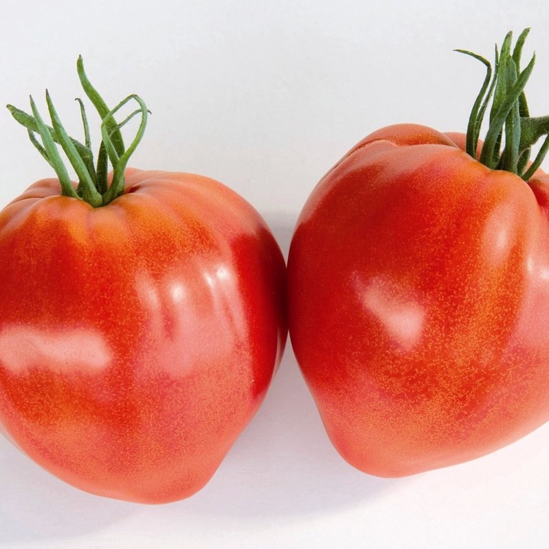 Tomāti CAURALINA HF 1 3 gab Gautier Semences