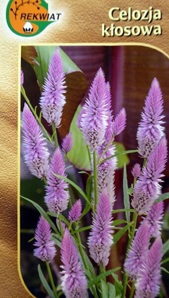 Vārpu celozija FLAMINGO 0.3 g Rekwiat A.P.