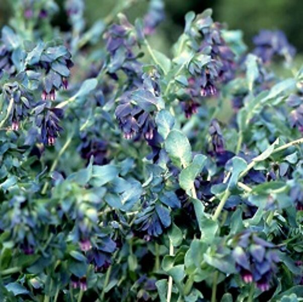 Lielā Cerinte KIWI BLUE 7 gab Graines Voltz