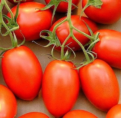 Tomāti CHELSE F1  15 gab Seminis 