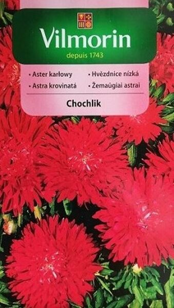 Asteres ķīnas punduru Chochlik  500 mg Vilmorin 