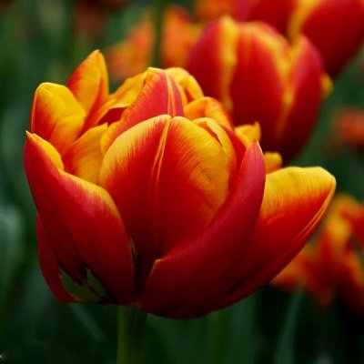 Tulpe pildītā Cilesta 1 gab