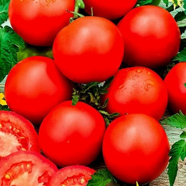 Tomāti CINDEL F1 50 gab Enza Zaden