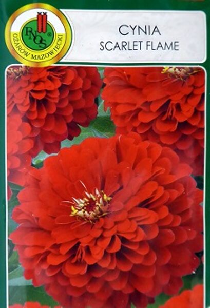 Cinnijas dāliju Scarlet Flame 1 g PNOS