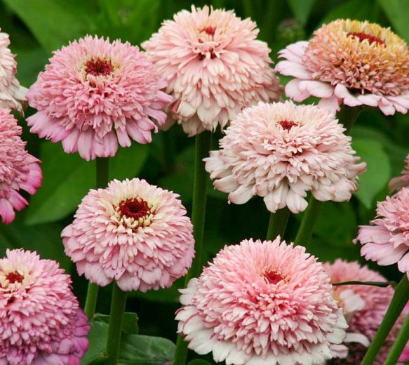 Gleznā cinnija Zinderella Lilac 10 gab  Graines Voltz