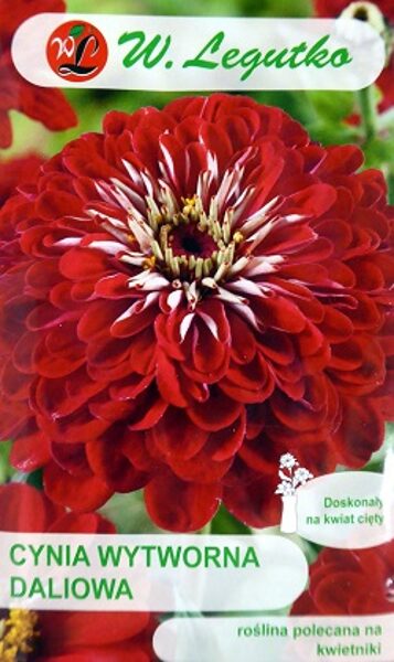 Cinnijas dāliju Scarlet Flame 1 g W.Legutko