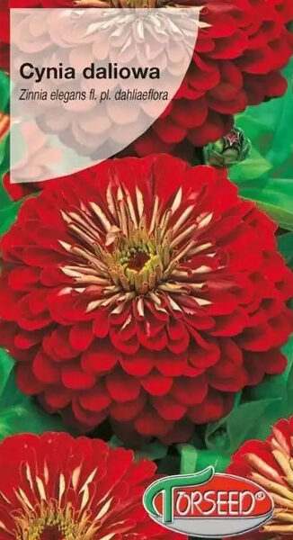 Cinnijas dāliju Scarlet Flame 1 g Torseed