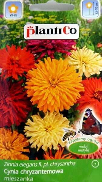 Cinnijas krizantēmu Glamour Girls MIX 1 g PlantiCo