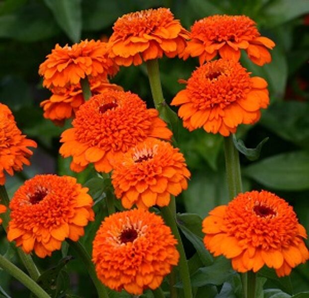 Gleznā cinnija Zinderella Orange 10 gab Graines Voltz