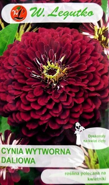 Cinnijas dāliju Violet Queen 1 g W.Legutko