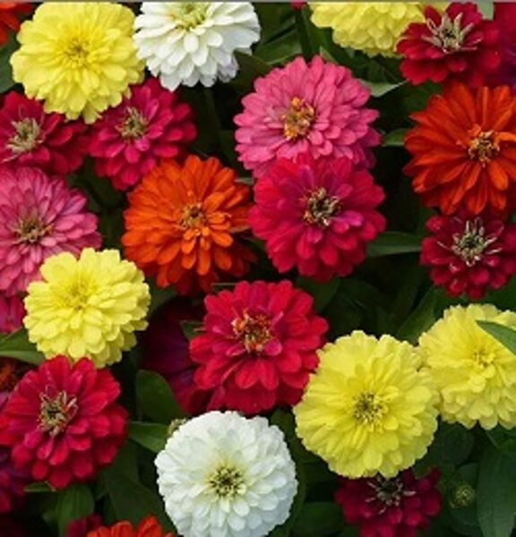 Cinnijas ZAHARA DOUBLE MIX 10 gab PanAmericanSeed