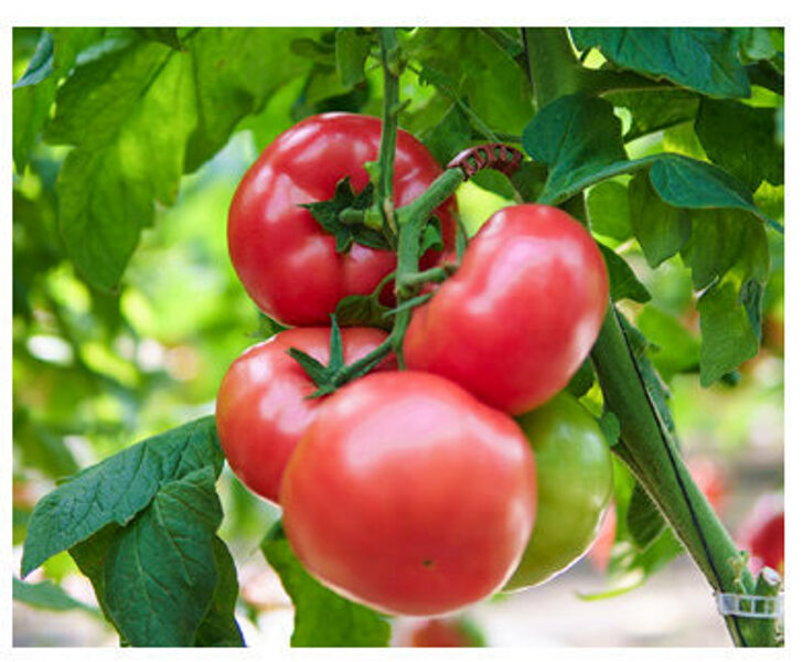 Tomāti CLAROSA F1 (CLX 37944) 15 gab Clause