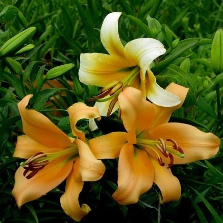 Lilija CORCOVADO 3 gab