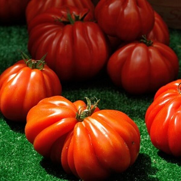 Tomāti CORAZON F1 15 gab Clause