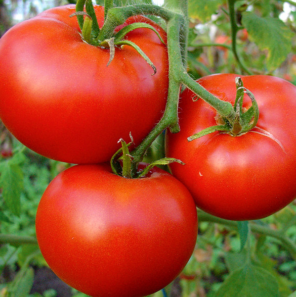Tomāti CRISTAL F1 5 gab Clause