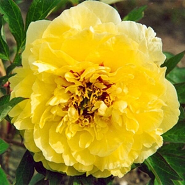 Dzelteno ziedu peonija ITO hibrīds Itoh Yellow Crown 1 gab