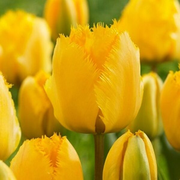 Tulipa bārkstaina Crystal Star 1 gab
