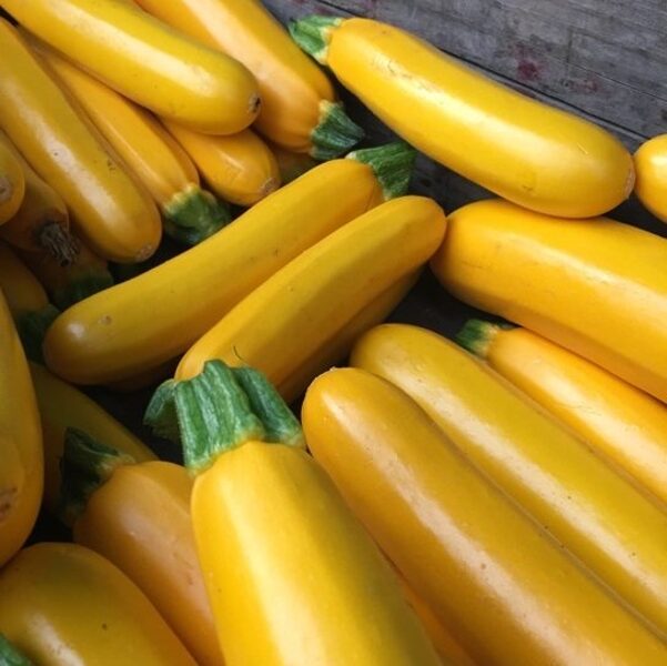 Kabači GOLDEN GLORY F1 12 gab Syngenta