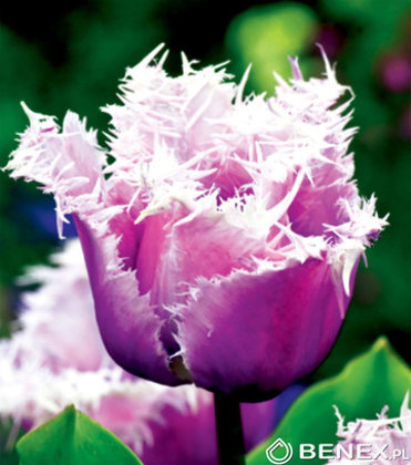 Tulpe bārkstainā Cummins 1 gab