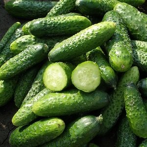 Gurķi DAFNE F1 15 gab SEMO