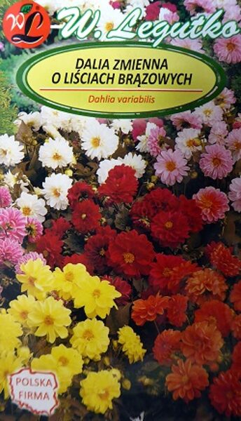 Daudzkrāsu dālija Diablo 1 g W.Legutko A.P.