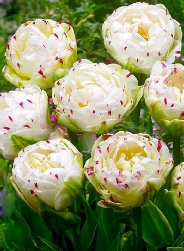 Tulpe pildītā Dance Line 1 gab