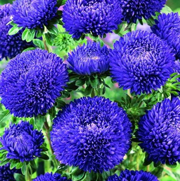 Asteres ķīnas Balloon Dark Blue 30 gab Satimex