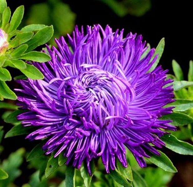 Asteres ķīnas Dragon Dark Blue 500 gab Satimex