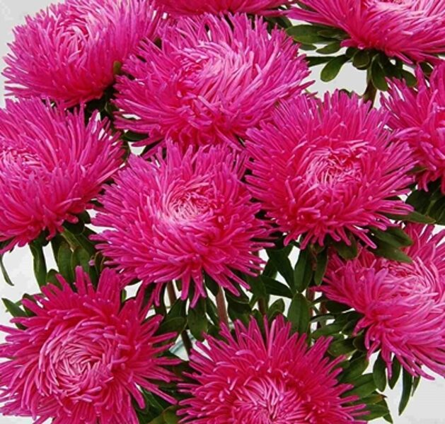 Asteres ķīnas Dragon Dark Rose 30 gab Satimex