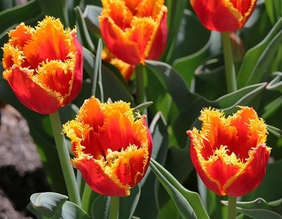 Tulpe bārkstainā DAVENPORT 5 gab  