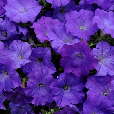 Petūnija Shock Wave Denim F1 5 gab PanAmericanSeed