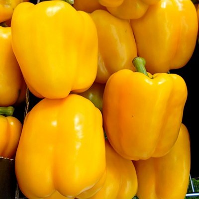 Paprika DEVITO  F1 5 gab Enza Zaden 