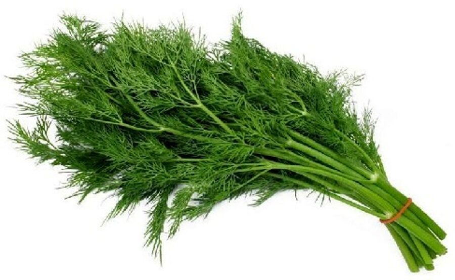 Dilles ATLAS 100 g PlantiCo