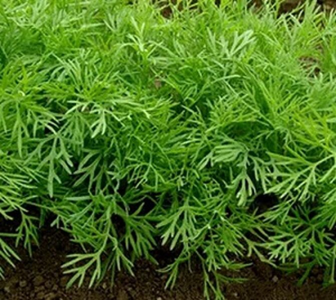 DILLES AMBROZJA 100 g Torseed