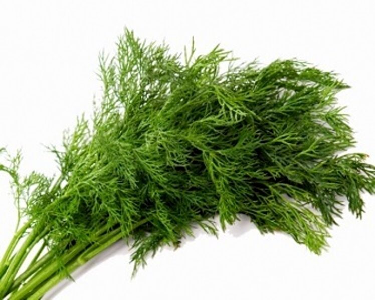 Dilles KOZAK 10 g PlantiCo