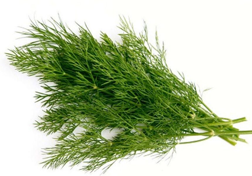  Dilles LUKULLUS 10 g  W.Legutko