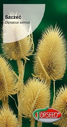 Dekoratīvais dadzis  (Dipsaks) 0.5 g Torseed